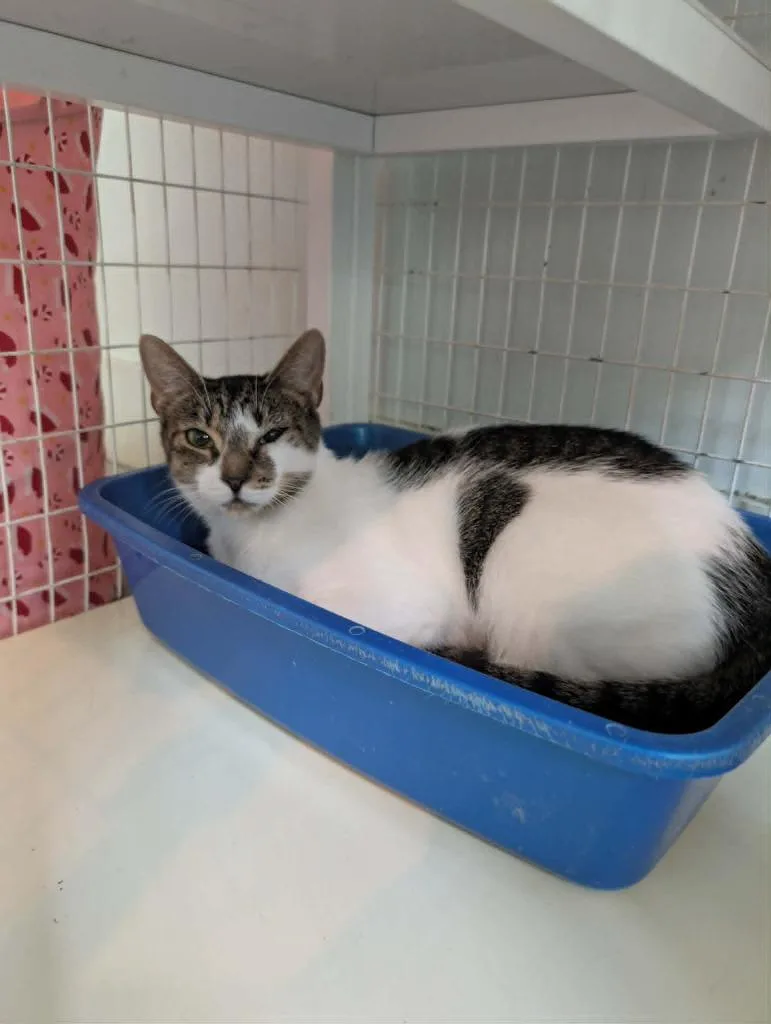 A young medium-sized female Domestic Short Hair cat named Parfait for adoption in Kingsland, GA