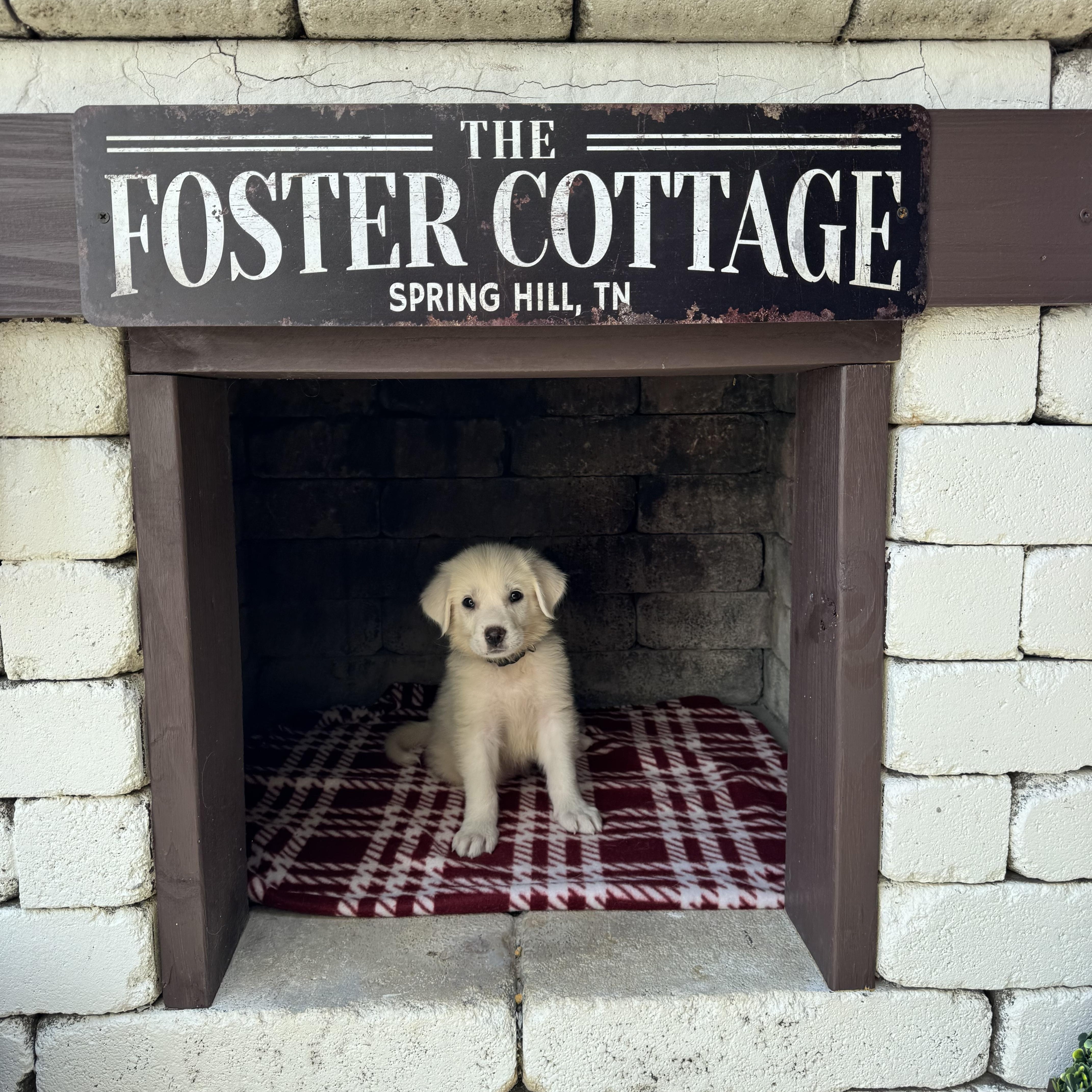 A baby extra large-sized female White / Cream Great Pyrenees dog named Taco for adoption in Spring Hill, TN