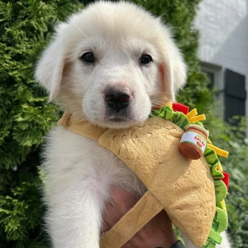 Taco thumbnail 2