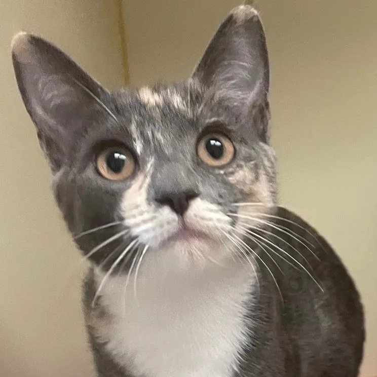 A young medium-sized female Gray / Blue / Silver Domestic Short Hair cat named Poppy for adoption in Concord, NH