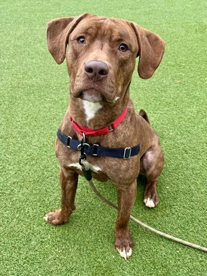 An adult large-sized male Mixed Breed dog named Major for adoption in West Chester, PA