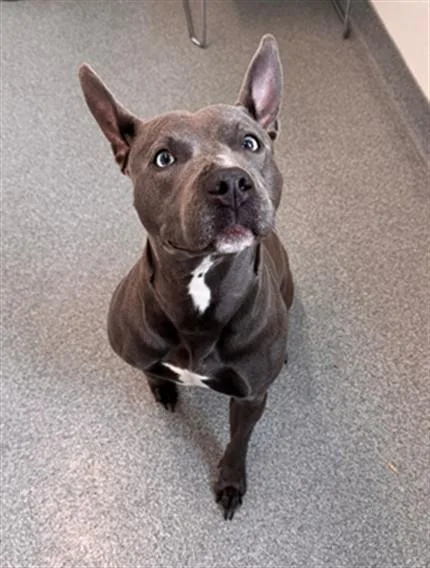 An adult medium-sized female Pit Bull Terrier dog named Cleopatra for adoption in Toledo, OH