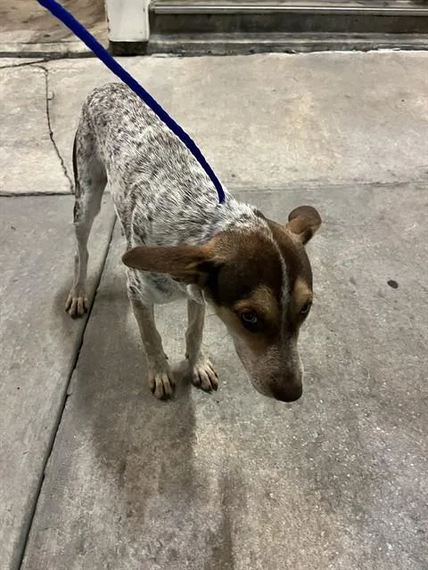 A young small-sized female Australian Cattle Dog / Blue Heeler dog named Blanca for adoption in Miami, FL