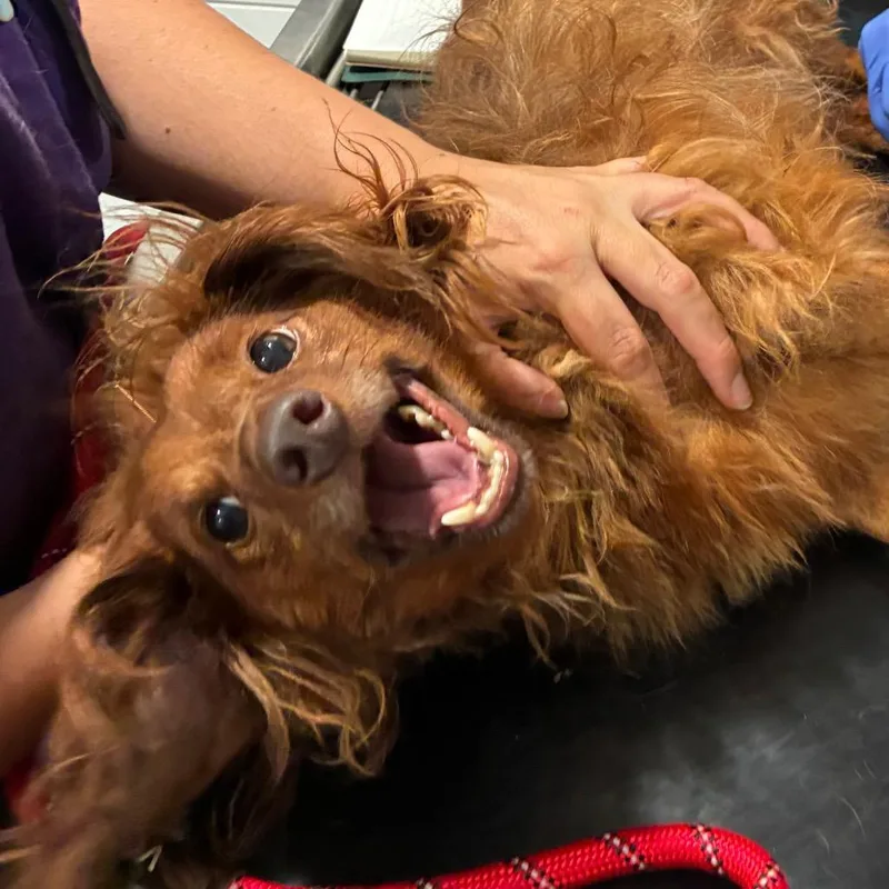 An adult small-sized male Red / Chestnut / Orange Dachshund (Miniature Long Haired) dog named Duk for adoption in Northbrook, IL
