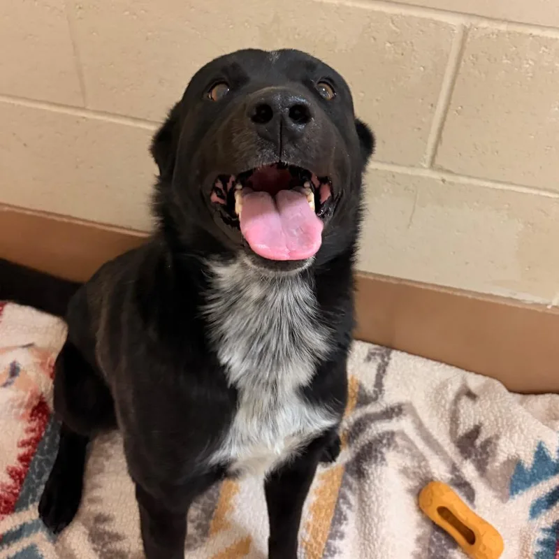 An adult medium-sized male Black Border Collie dog named Dozer for adoption in Reno, NV
