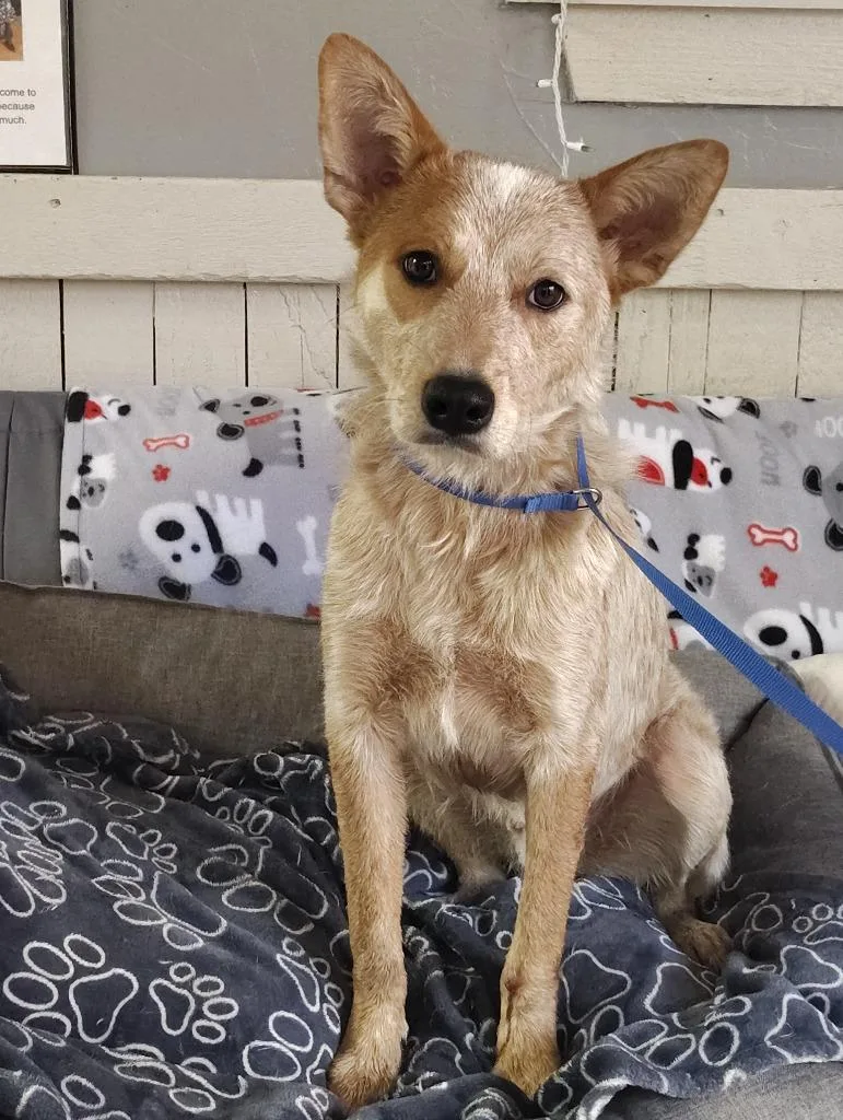 A young large-sized male Australian Cattle Dog / Blue Heeler dog named Herbie for adoption in Fort Worth, TX