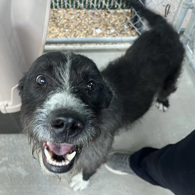 An adult medium-sized male Black Mixed Breed dog named Robert for adoption in Mount Gilead, NC
