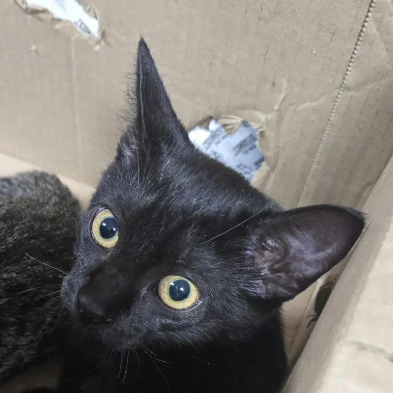 Ernie