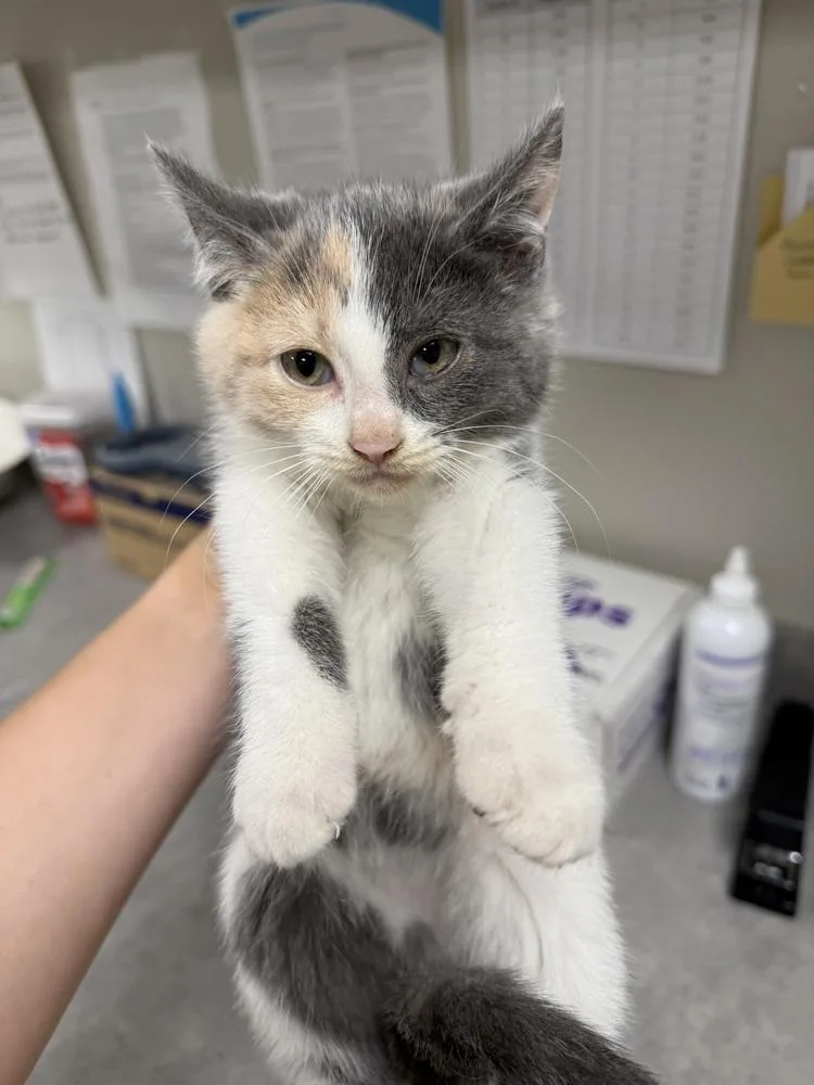 A baby small-sized female Gray & White Domestic Short Hair cat named Amber for adoption in Bemidji, MN