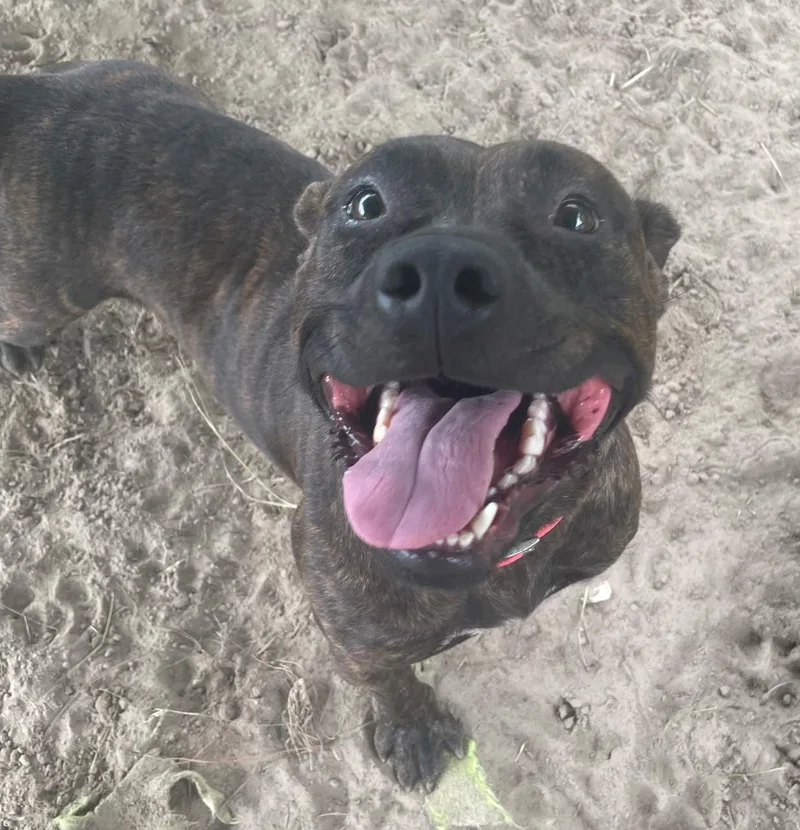 An adult medium-sized female Brindle American Staffordshire Terrier dog named Guava for adoption in Manning, SC