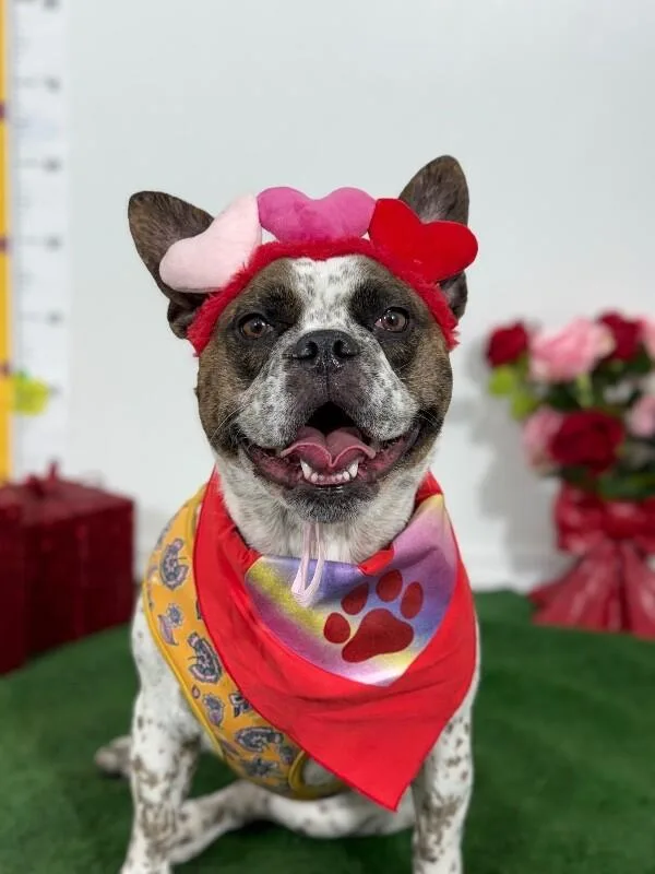 A young medium-sized female Tricolor (Brown, Black, & White) French Bulldog dog named Popsicle for adoption in Carlsbad, CA