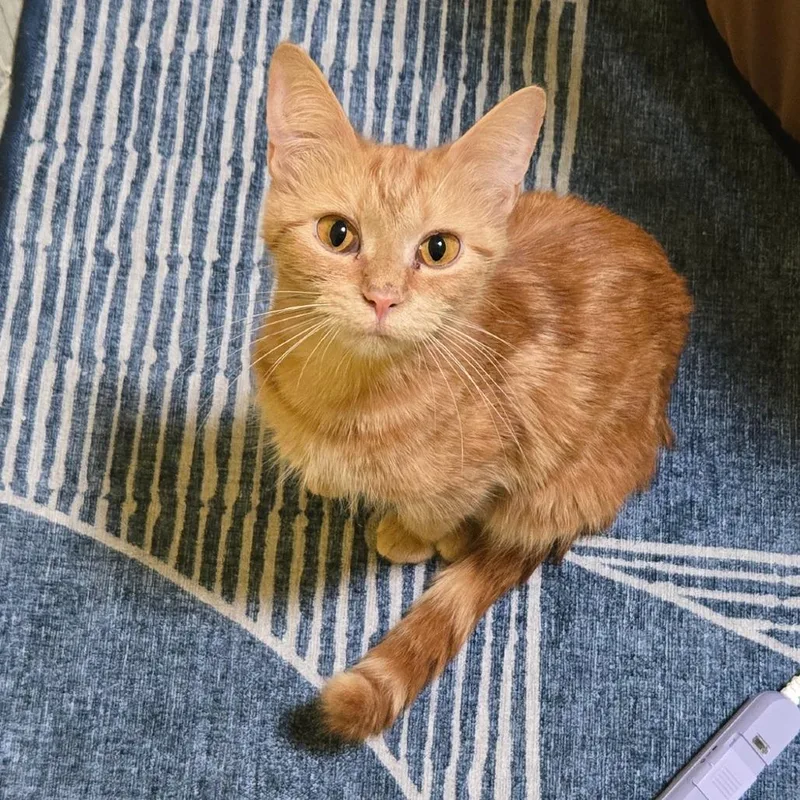 Purslane thumbnail 2