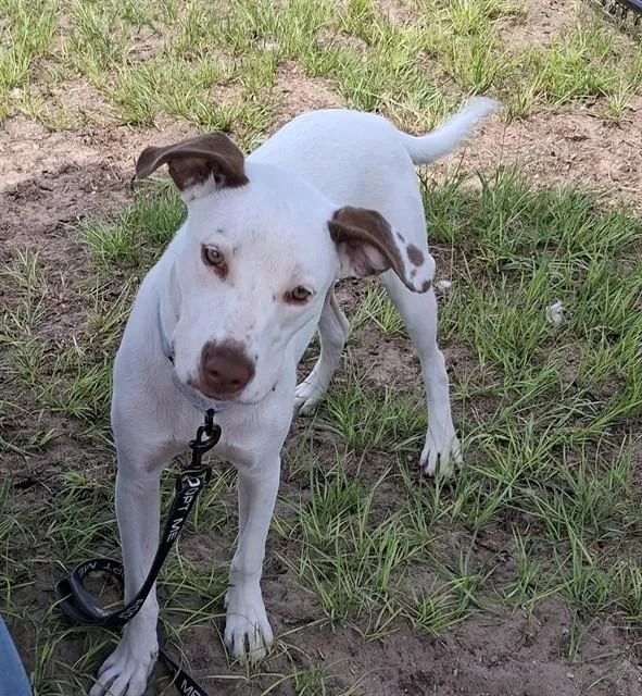A young medium-sized female Pointer dog named Pepa for adoption in Ocala, FL