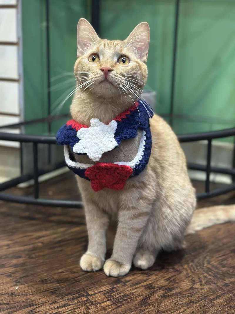 An adult medium-sized male Tabby (Orange / Red) Domestic Short Hair cat named Griffin for adoption in The Colony, TX