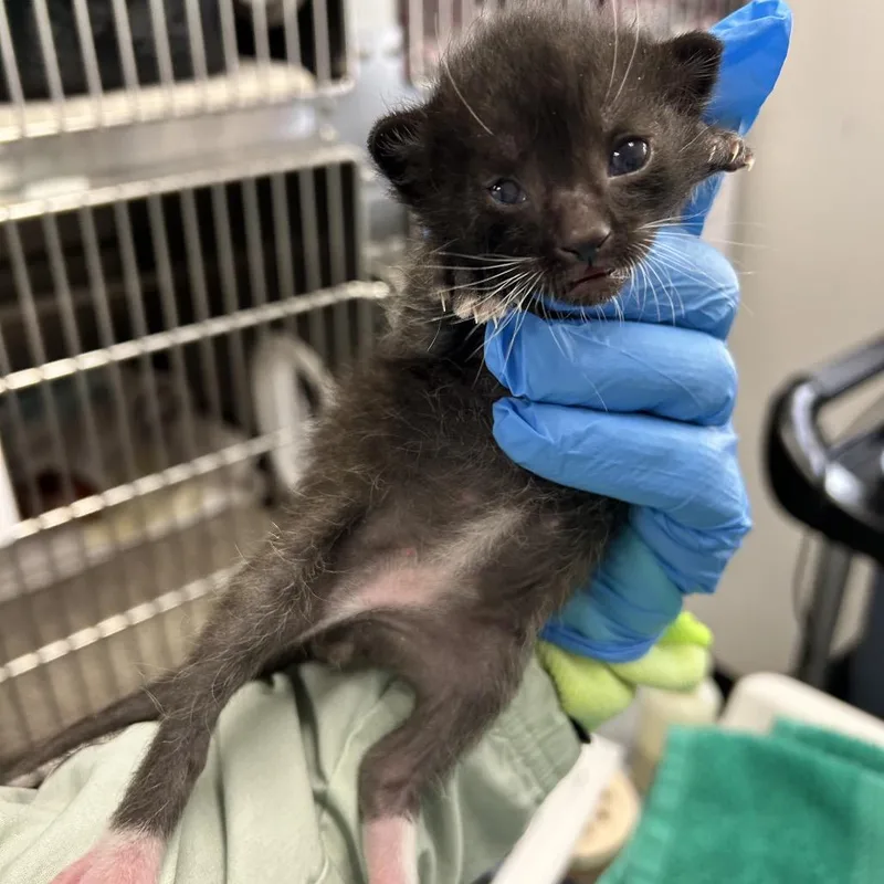 A baby small-sized male Black Domestic Short Hair cat named Huntington for adoption in Kanab, UT