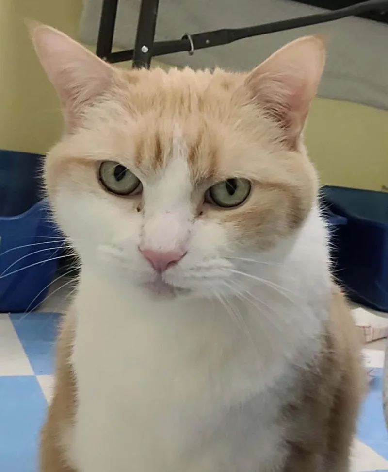 A senior medium-sized female Domestic Short Hair cat named Baby for adoption in Muskegon, MI