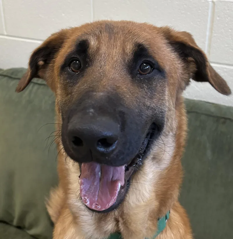 A young large-sized male Shepherd dog named Chance for adoption in Ashland, OH