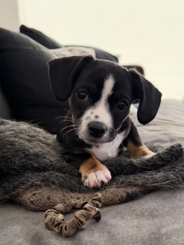 A baby small-sized female Black Chihuahua dog named Virginia for adoption in Van Nuys, CA