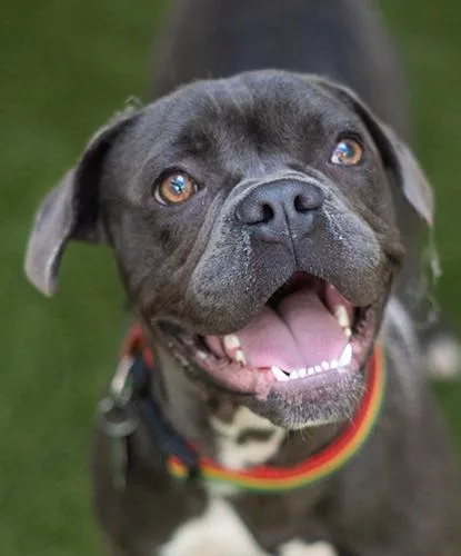 A young medium-sized male Gray / Blue / Silver Pug dog named Sarge for adoption in Encinitas, CA