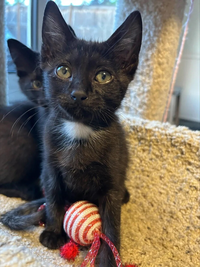 A baby medium-sized male Domestic Medium Hair cat named TINY  The name for adoption in Hillsboro, OR