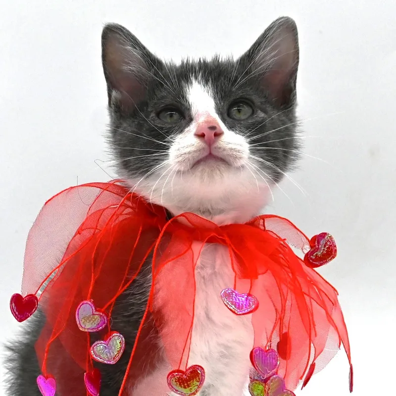 A baby medium-sized male Domestic Short Hair cat named Arnold the awesome for adoption in Mobile, AL