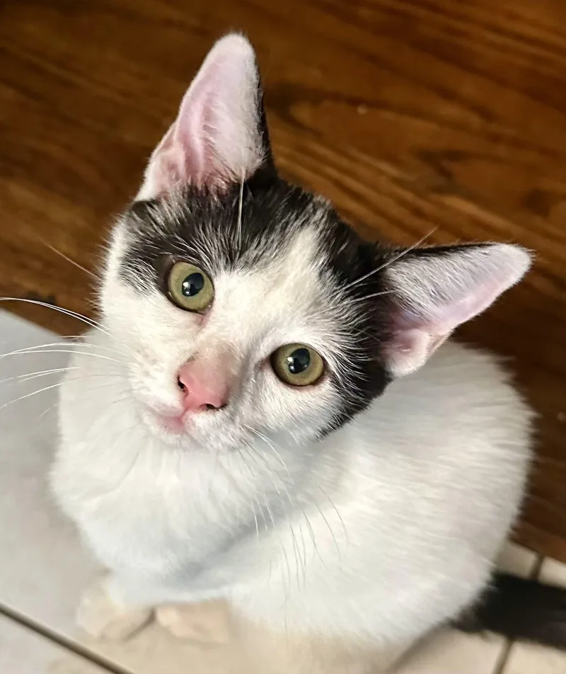 A young medium-sized female Domestic Short Hair cat named Coiny  Shadow & for adoption in San Luis Obispo, CA