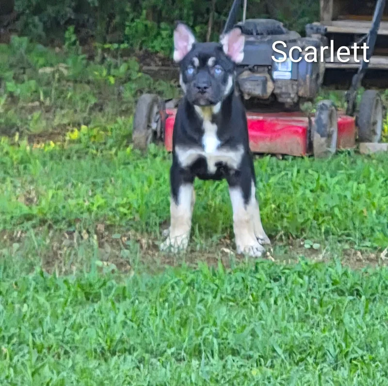 A baby medium-sized female Black Australian Cattle Dog / Blue Heeler dog named Scarlett for adoption in Watertown, CT