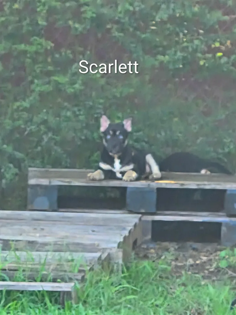 Scarlett thumbnail 2