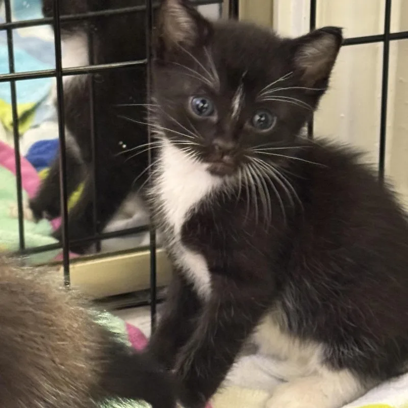 A baby small-sized male Black Domestic Short Hair cat named Swiss for adoption in Kyle, TX