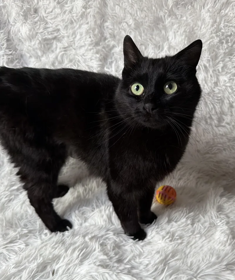 A young medium-sized female Black Domestic Short Hair cat named Asha for adoption in Copley, OH