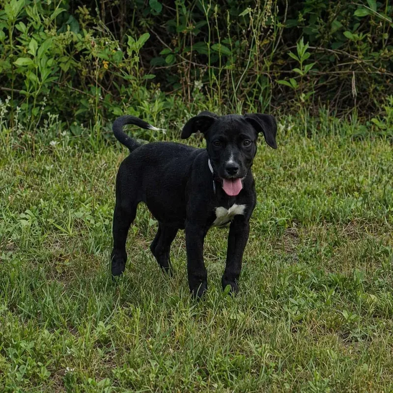A baby medium-sized female Black Labrador Retriever dog named Sam for adoption in Pace, FL