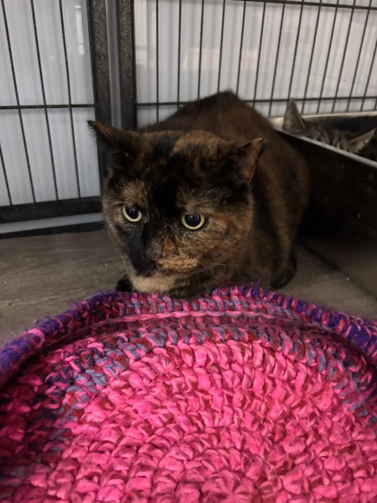 An adult medium-sized female Domestic Short Hair cat named Donna for adoption in Algona, IA