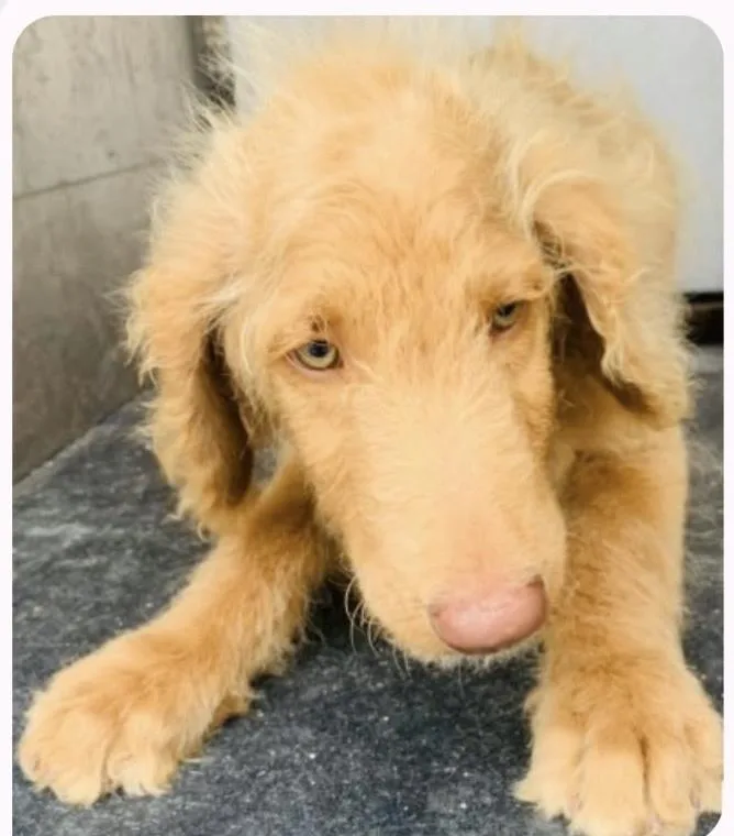A baby large-sized female Labradoodle dog named Biscotti for adoption in Gainesville, VA
