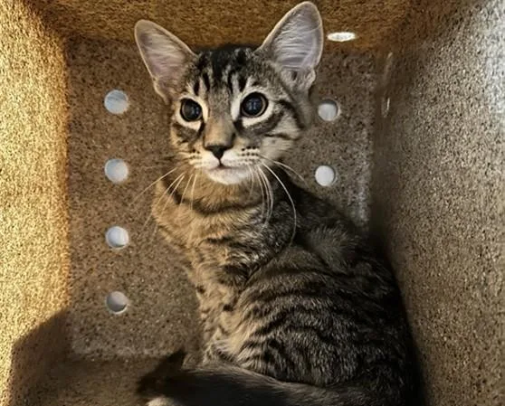 A baby small-sized male Domestic Medium Hair cat named Beaker for adoption in Anchorage, AK