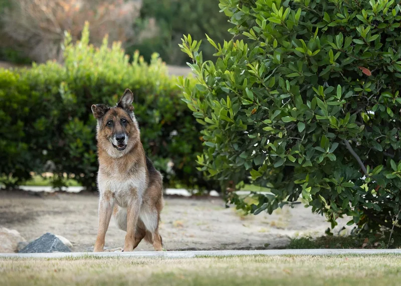 A senior large-sized female Black German Shepherd Dog dog named Molly for adoption in Temecula, CA
