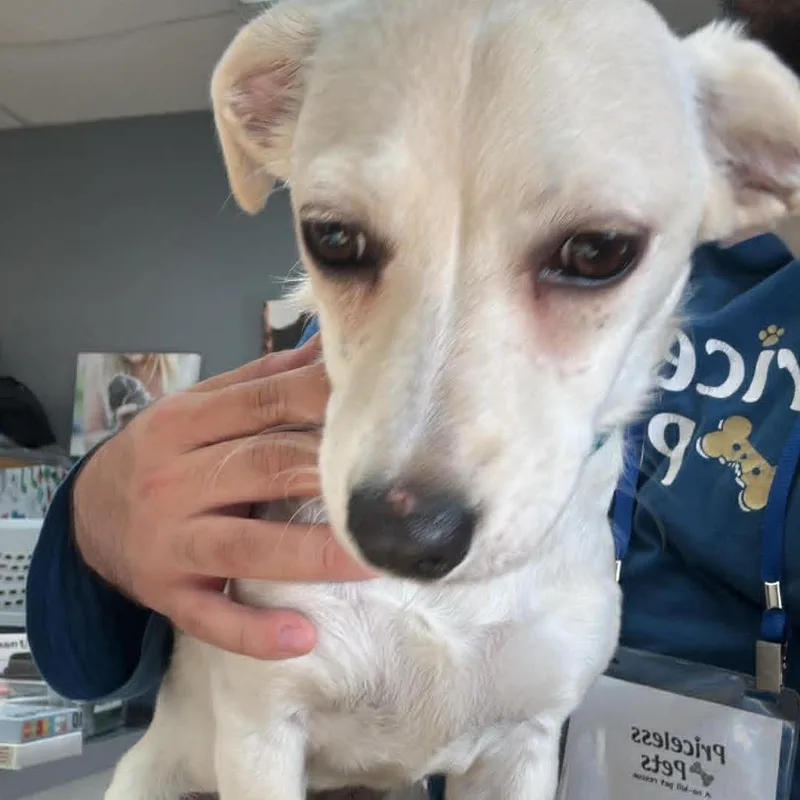 A baby small-sized female Yellow / Tan / Blond / Fawn Terrier dog named Tanya Chino Hills Location for adoption in Chino Hills, CA