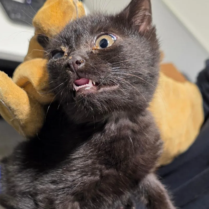 A young medium-sized male Black Domestic Short Hair cat named Bruce Wayne for adoption in Tampa, FL