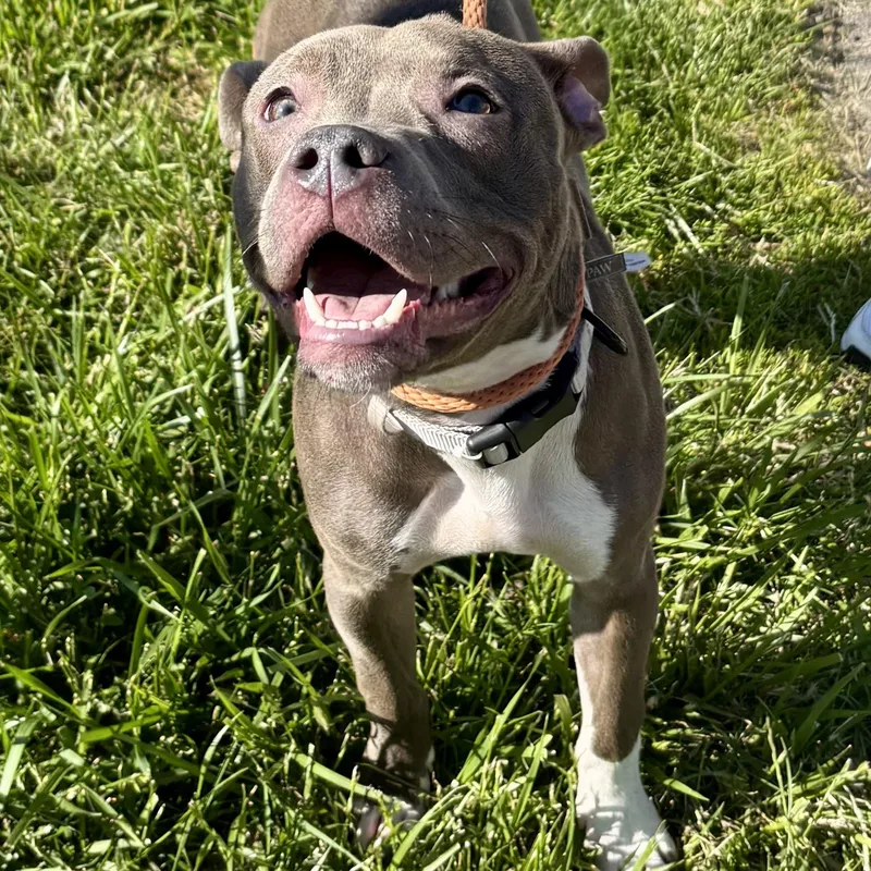 A baby medium-sized female Pit Bull Terrier dog named Skittles for adoption in Buffalo, NY