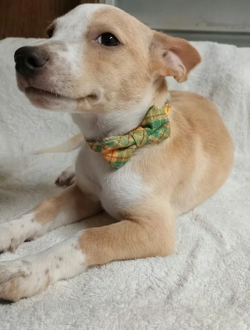 A baby small-sized male Dachshund dog named Bennie for adoption in New York, NY