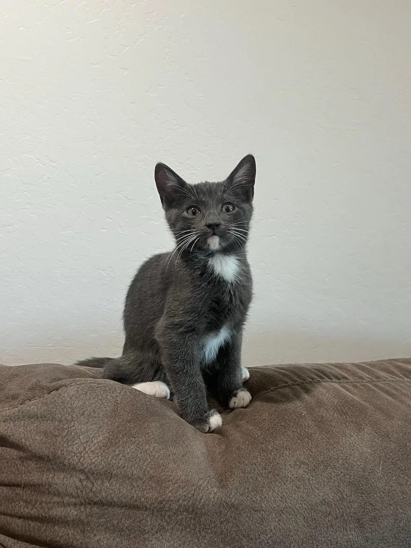 A baby small-sized male Gray & White Domestic Short Hair cat named Kittle for adoption in Hollister, CA