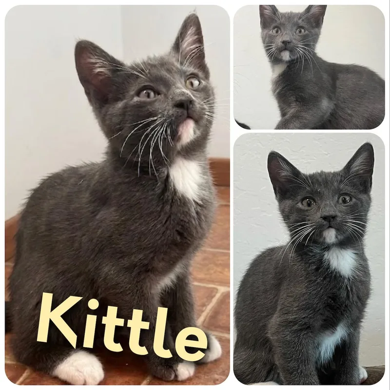 Kittle thumbnail 2
