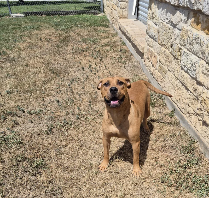An adult medium-sized male Mixed Breed dog named Edmund for adoption in Schertz, TX