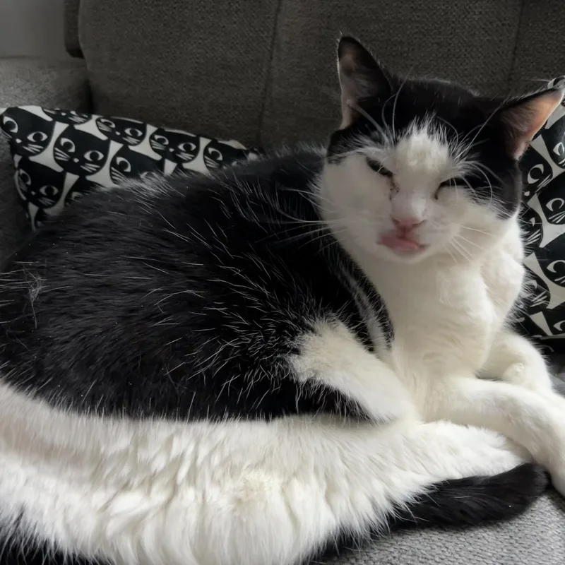 Miss Gracie thumbnail 2