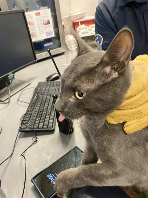 A young medium-sized male American Shorthair cat named Kole for adoption in Dallas, TX