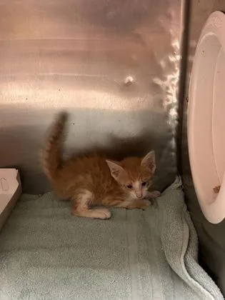 A baby small-sized male Orange / Red Domestic Short Hair cat named 61645779 for adoption in El Paso, TX