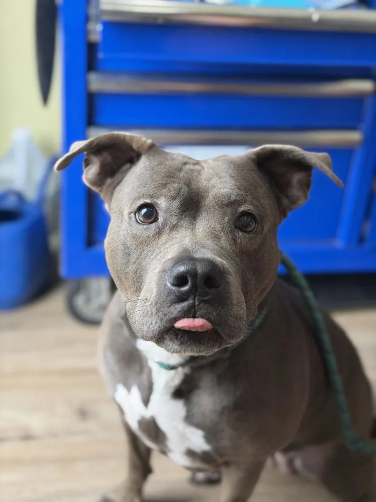An adult large-sized female American Bulldog dog named Penelope for adoption in Lakeland, FL