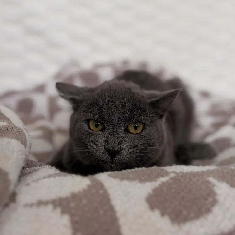 A baby medium-sized male Gray / Blue / Silver Domestic Short Hair cat named Purrito for adoption in Deerfield, IL