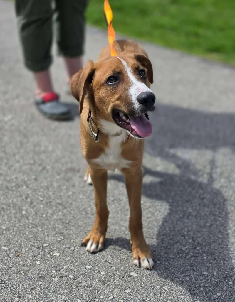 A baby medium-sized male Shepherd dog named Squeaky for adoption in New London, WI