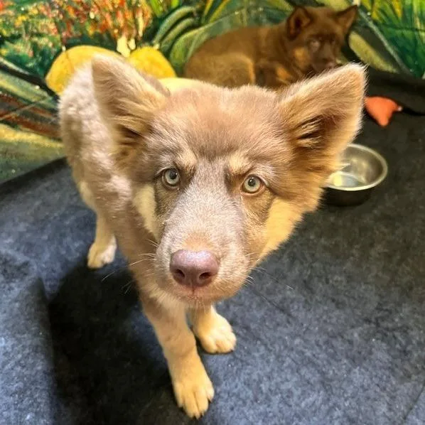 A baby large-sized female Apricot / Beige Husky dog named Ash for adoption in Grass Valley, CA