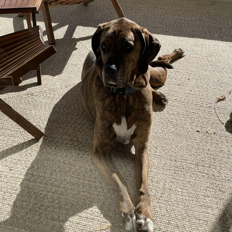 Bruno